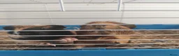 Guinea Pig rodents for sale: 2 guinea pigs in Newcastle upon Tyne - Advert 3