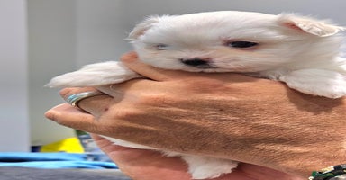 Maltese dogs - Advert 4