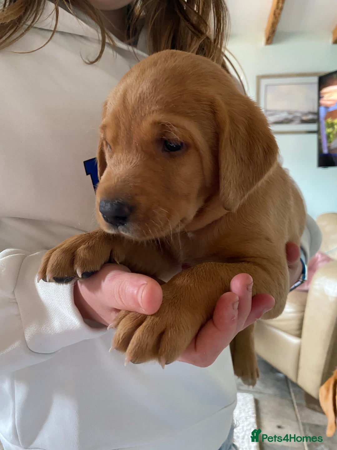 Labrador Retriever dogs for sale: Labradore puppies for sale  in Warwick - Image 9