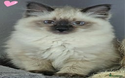 Ragdoll cats for sale: Blue Point Ragdoll Kittens for sale   - Image 10