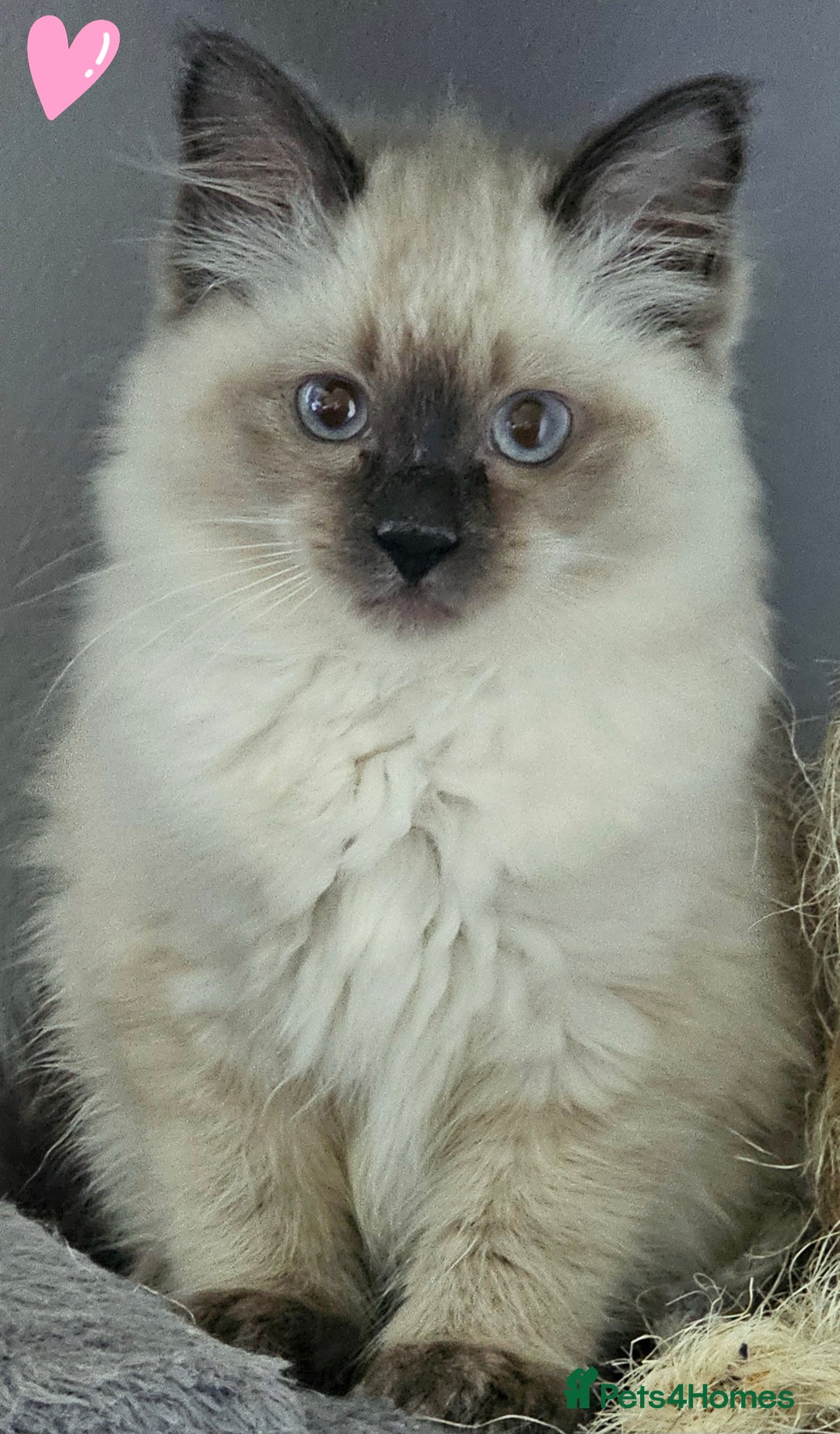 Ragdoll cats for sale: Blue Point Ragdoll Kittens for sale   - Image 10