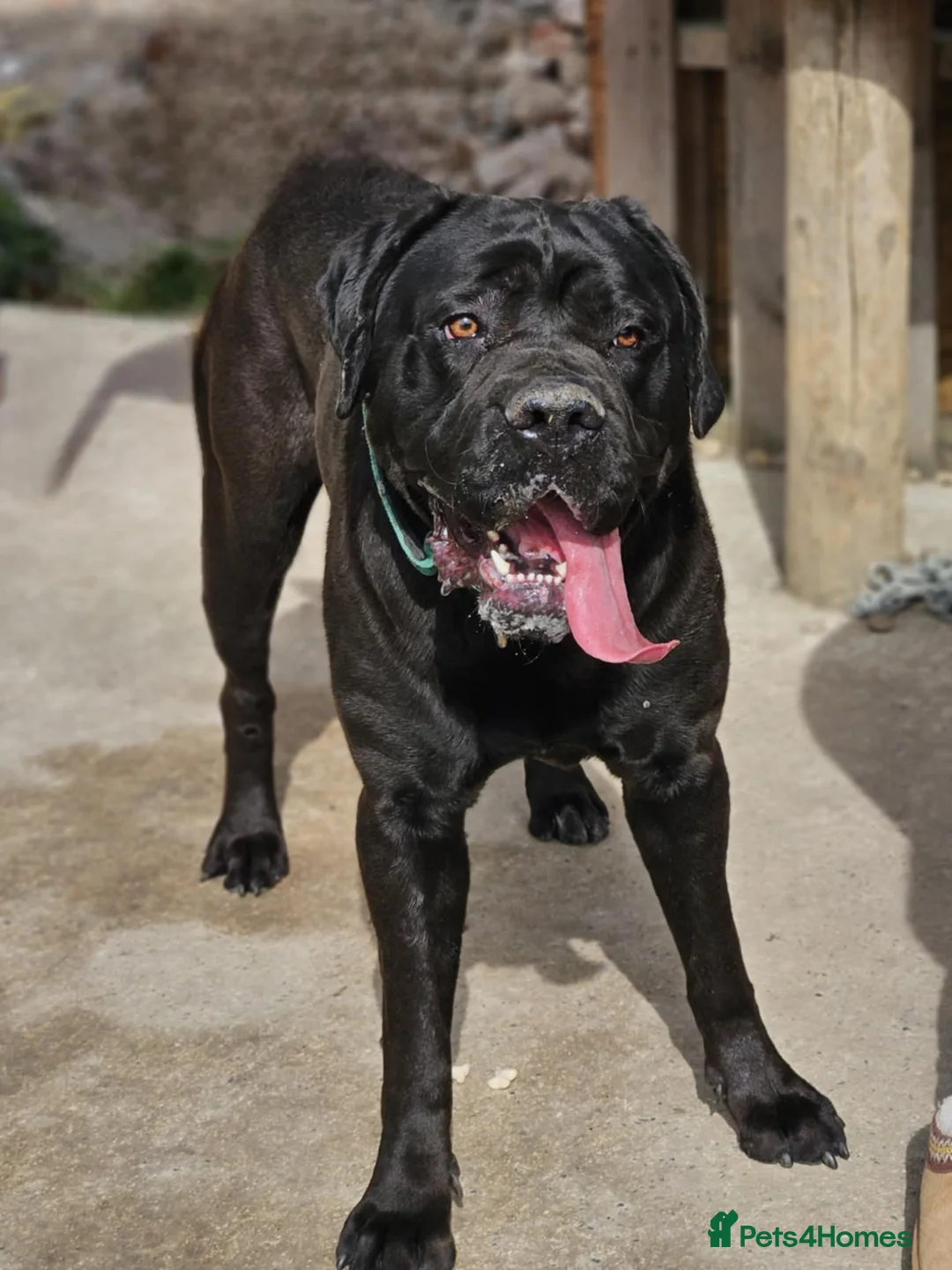 Cane Corso dogs for stud: Cane Corso for Stud in Doncaster - Advert 7