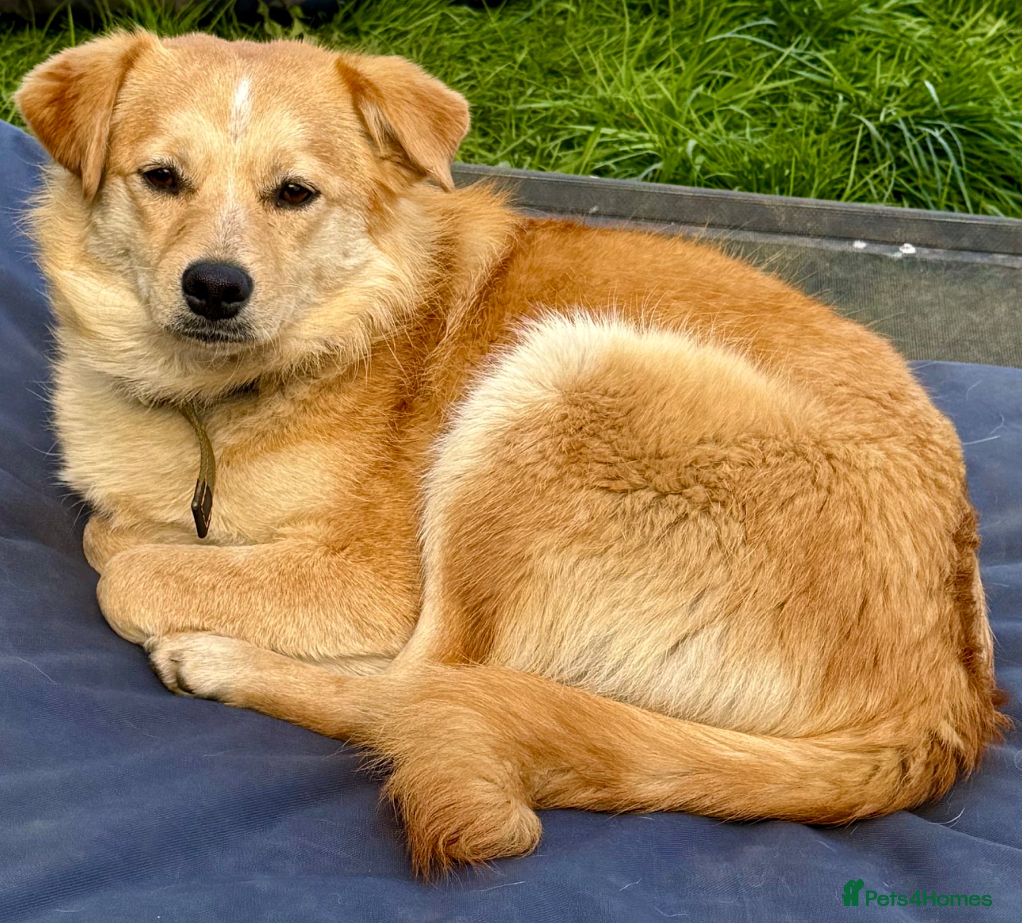 Golden Retriever dogs 🐾 GINA – Labrador Retriever (Female) - Advert 1