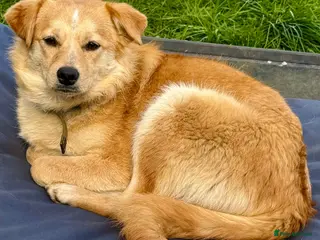 Golden Retriever dogs 🐾 GINA – Labrador Retriever (Female) - Advert 1