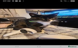 Domestic Shorthair cats for sale: 2 sibling cats - Image 2