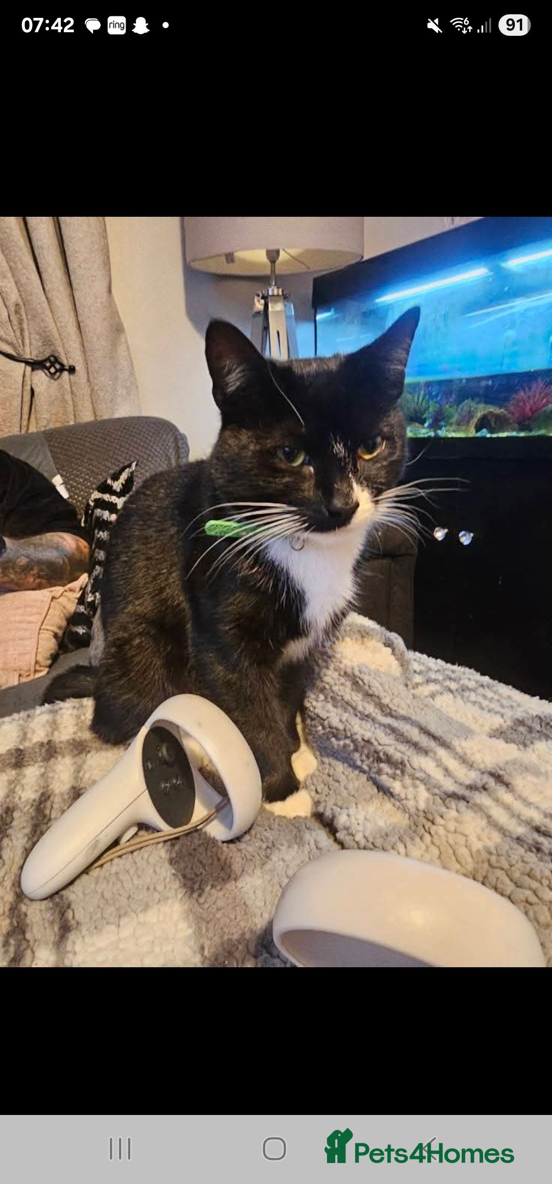 Domestic Shorthair cats for sale: 2 sibling cats - Image 2
