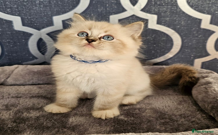 Ragdoll cats - Advert 11