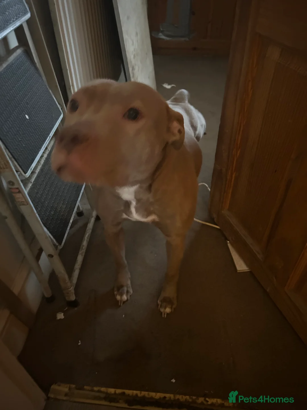 Mixed Breed dogs for sale: genkai urgently looking to be rehomed - Advert 2