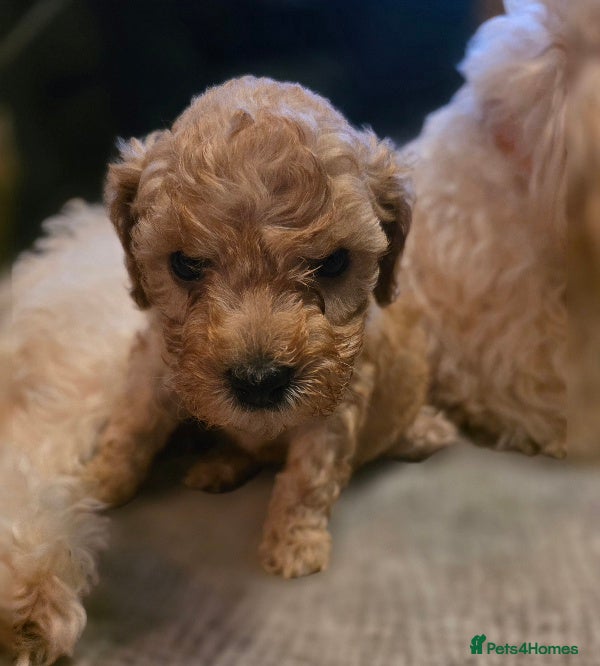 Cavapoo dogs Lasr female F1B Toy Cavapoo Puppies - Advert 12