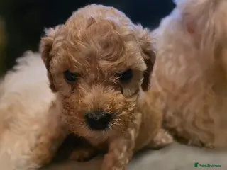 Cavapoo dogs Lasr female F1B Toy Cavapoo Puppies - Advert 12
