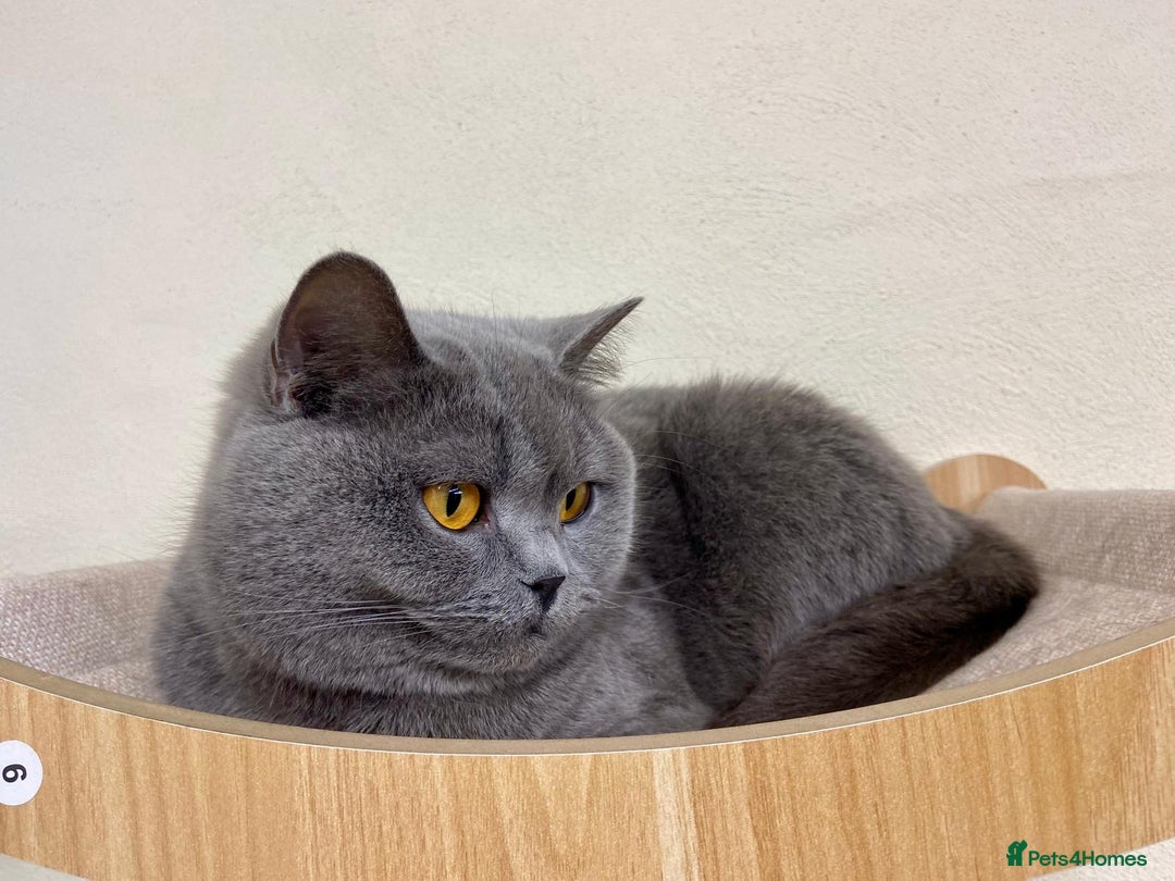 British Shorthair cats for sale: BLUE BSH GIRL LOOKING FOREVER HOME!!! 🐾😻 - Advert 2