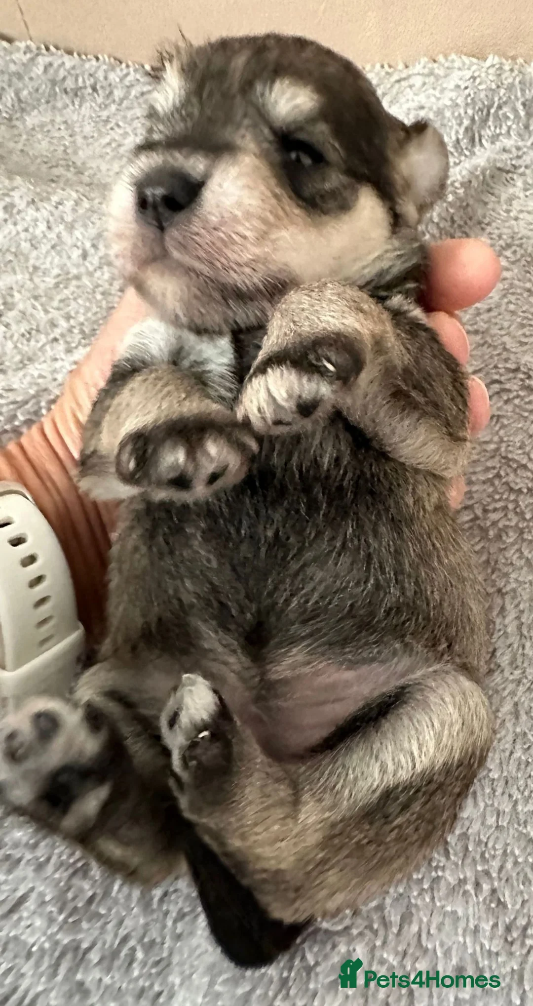 Miniature Schnauzer dogs for stud: Handsome black and silver Miniature Schnauzer  in Cambridge - Advert 34