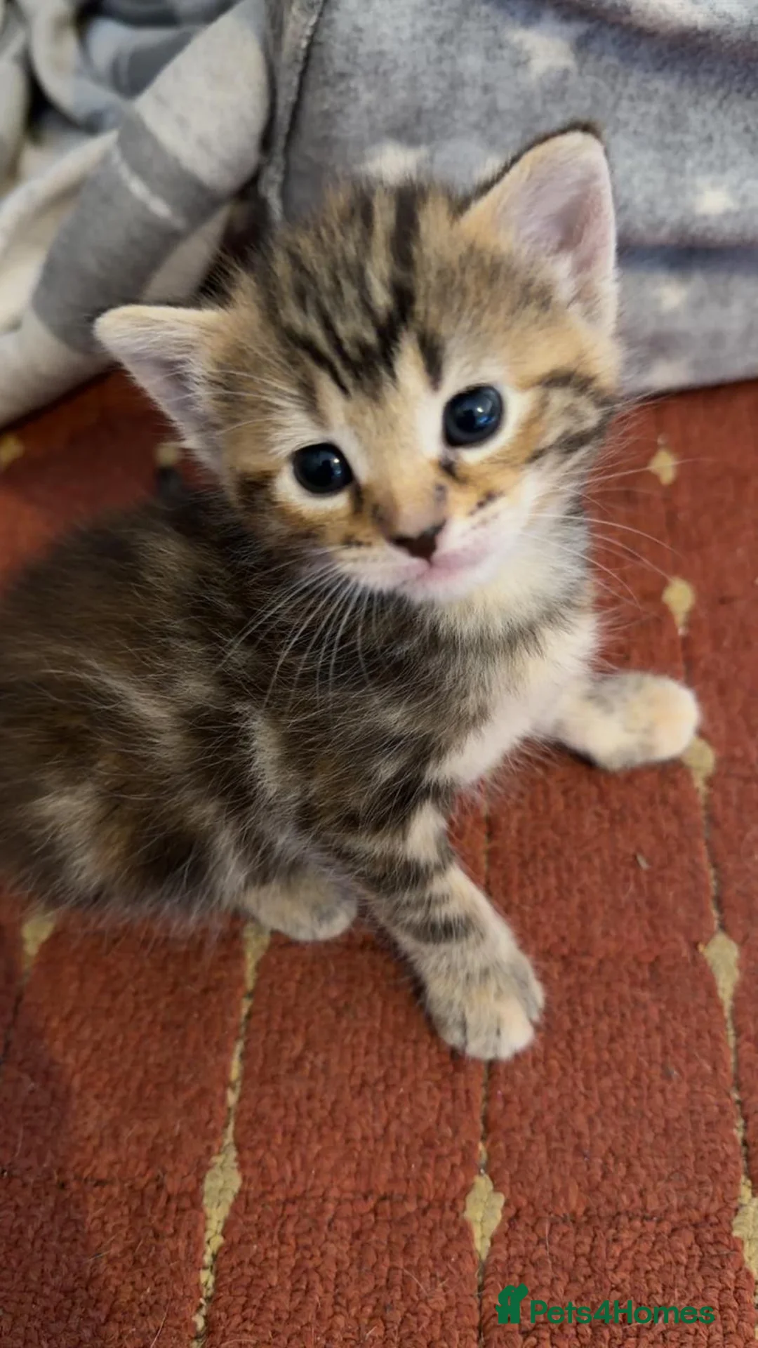 Mixed Breed cats for sale: Adorable chubbi looking for new home - Advert 2