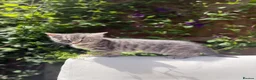 Turkish Angora cats for sale: 😻 Last 2 Turkish Angora X Kittens - Advert 3