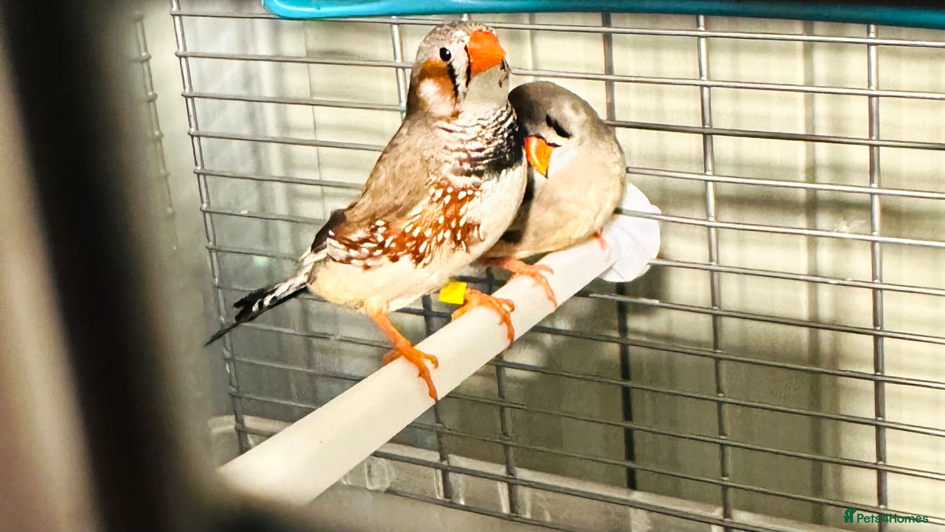 Finches birds Male & Female Pair Zebra Finches With Cage  - Advert 1