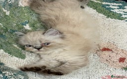 Persian cats for sale: Persian Colorpoint Seal Tabby Point kittens - Image 4