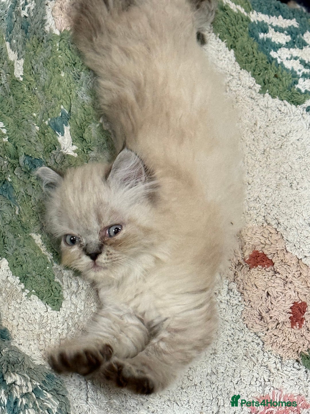 Persian cats for sale: Persian Colorpoint Seal Tabby Point kittens - Image 4