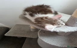 Maine Coon cats for sale: Pedigree Maine Coon kittens  in Blackpool - Image 8