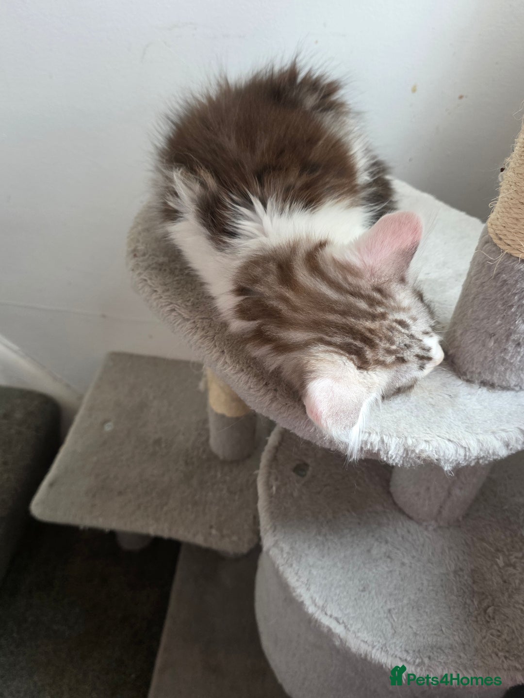 Maine Coon cats for sale: Pedigree Maine Coon kittens  in Blackpool - Image 8