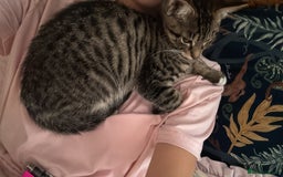 Domestic Shorthair cats for sale: 6 and half month old kitten for sale  - Image 8