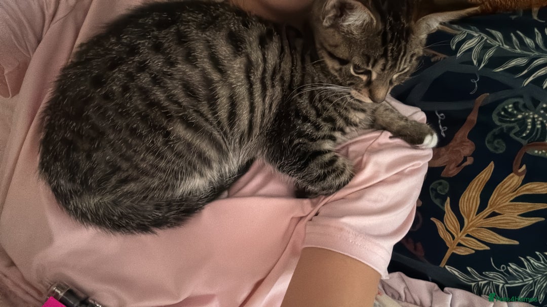 Domestic Shorthair cats for sale: 6 and half month old kitten for sale  - Image 8