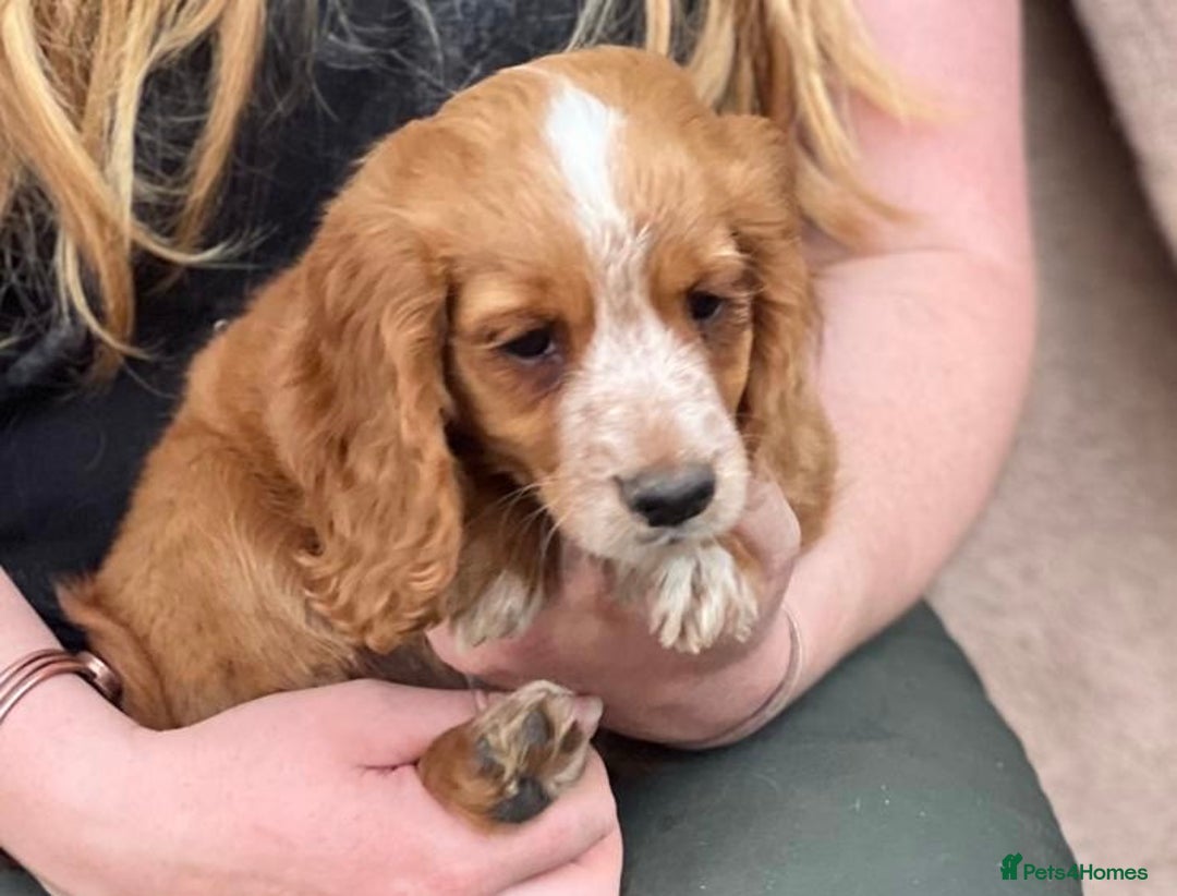Cocker Spaniel dogs for sale: Beautiful cocker spaniel puppies  - Image 4