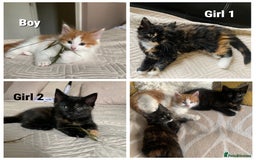 Mixed Breed cats for sale: Two girls and a boy Kuril bobtail mix - Image 1