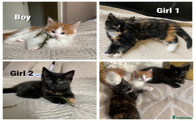 Mixed Breed cats - Advert 1