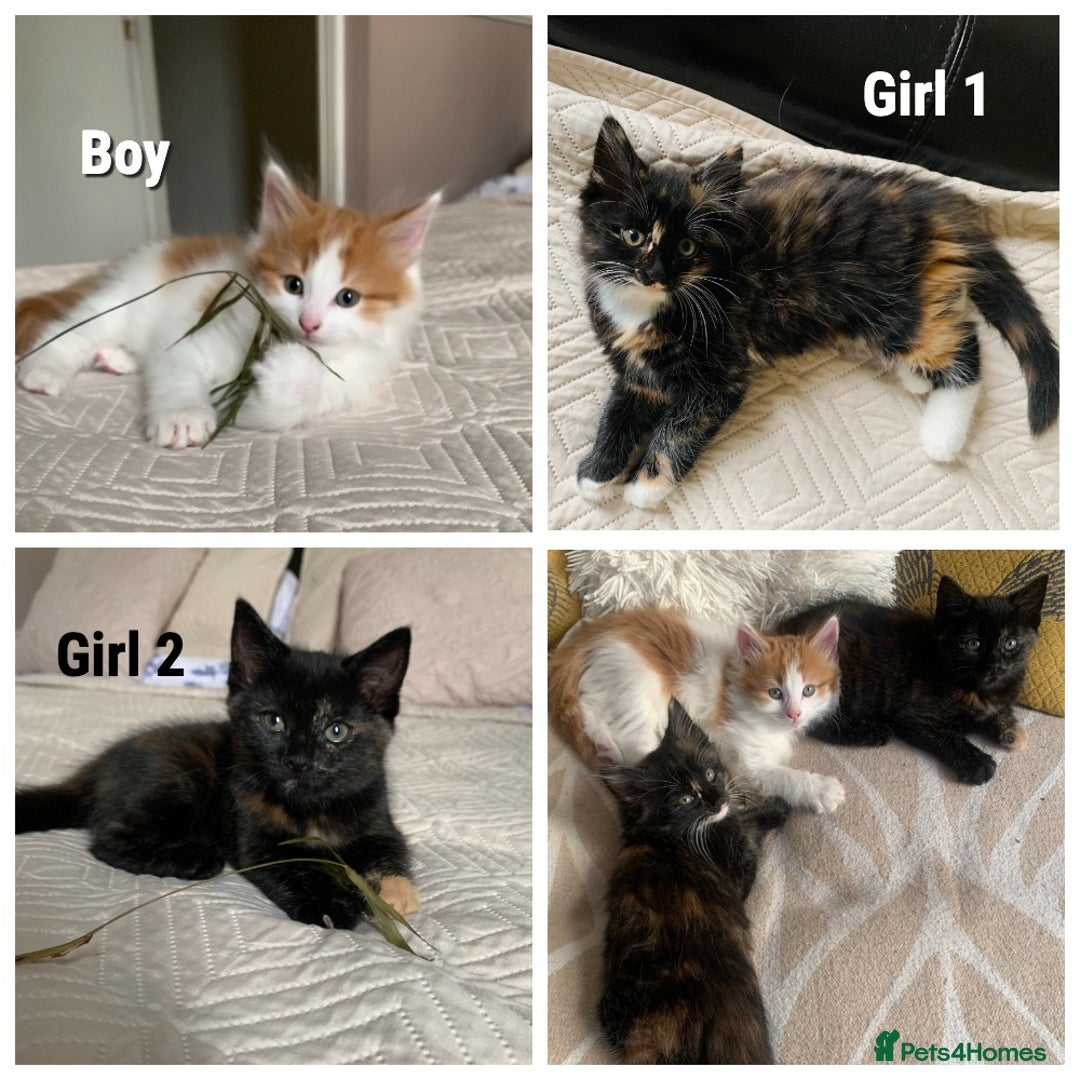 Mixed Breed cats for sale: Two girls and a boy Kuril bobtail mix - Image 1