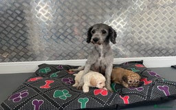 Cavapoochon dogs for sale: Beautiful Cavapoochon puppies for sale  - Image 23