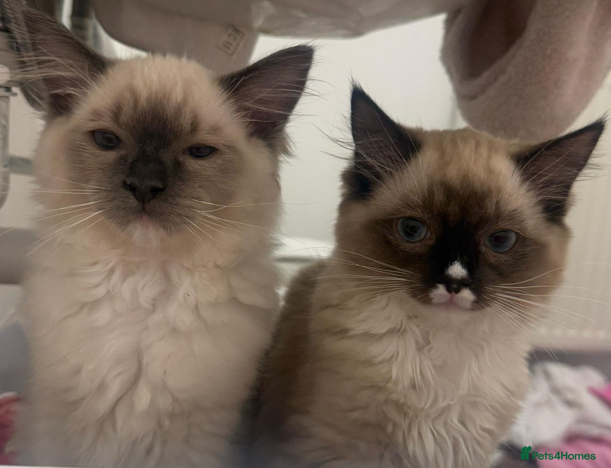 Ragdoll cats 2 pure ragdolls - Advert 1