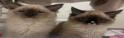Ragdoll cats for sale: 2 pure ragdolls in Norwich - Advert 1