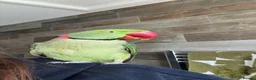 Parrots birds for sale: Alexandrine Parrot - Advert 4