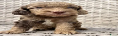 Cockapoo Puppy 4