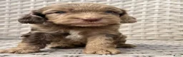 Cockapoo dogs for sale: PRA CLEAR F1 cockapoo puppies - Advert 25