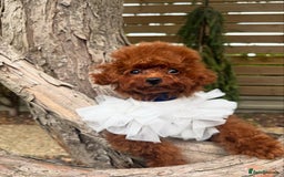 Toy Poodle dogs for sale: Asian Poodle Girl  in London - Image 14