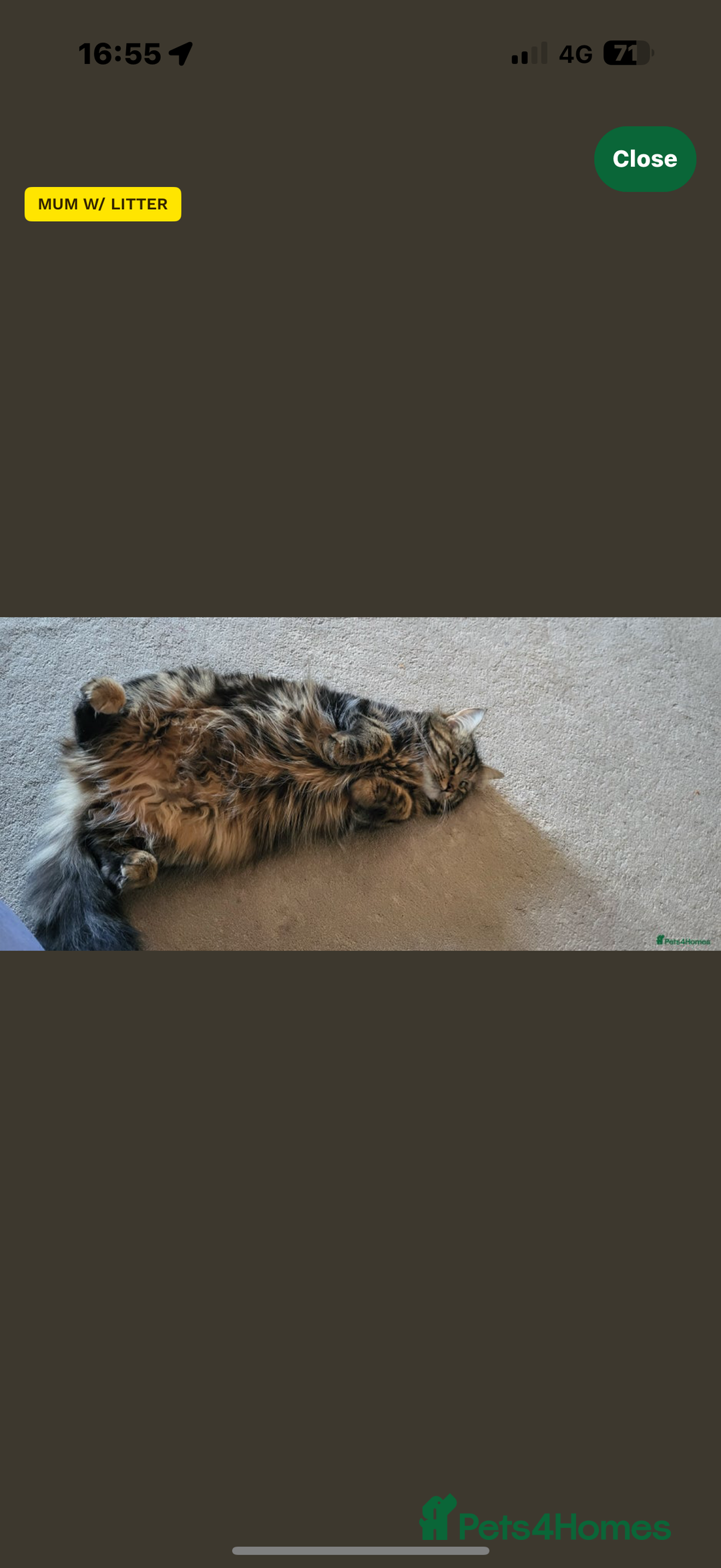 Turkish Angora cats for sale: Grey Turkish Angora Mixed Kitten - Image 6