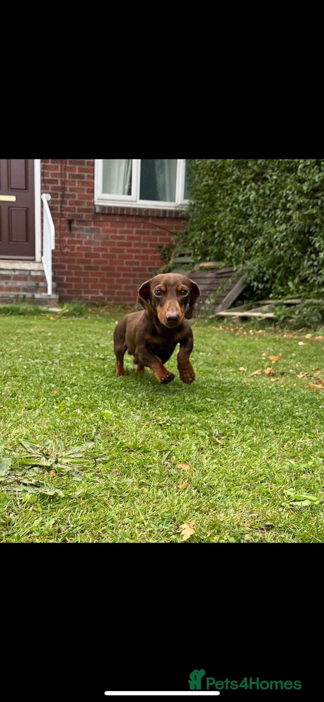Miniature Dachshund dogs for stud: TINY KC REG HEREDITARY PRA CLEAR PROVEN in Pontefract - Image 2