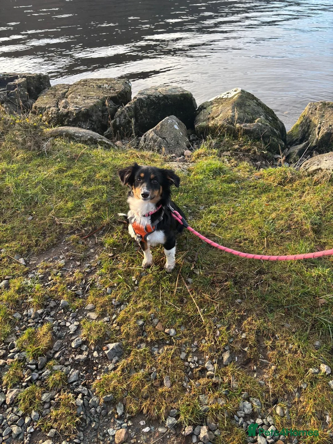 Mixed Breed dogs for adoption: Lorry  - Advert 11