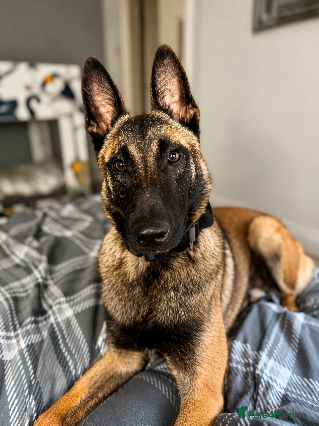 Belgian Shepherd Dog dogs 9 month old male Belgian Shepard Malinois  - Advert 5