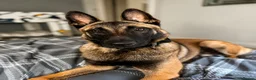 Belgian Shepherd Dog dogs for sale: 9 month old male Belgian Shepard Malinois  - Advert 1