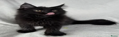 Maine Coon 3