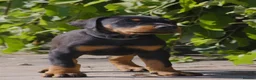Dobermann dogs for sale: Outstanding KC Reg Aritaur Dobermann Pups  - Advert 11