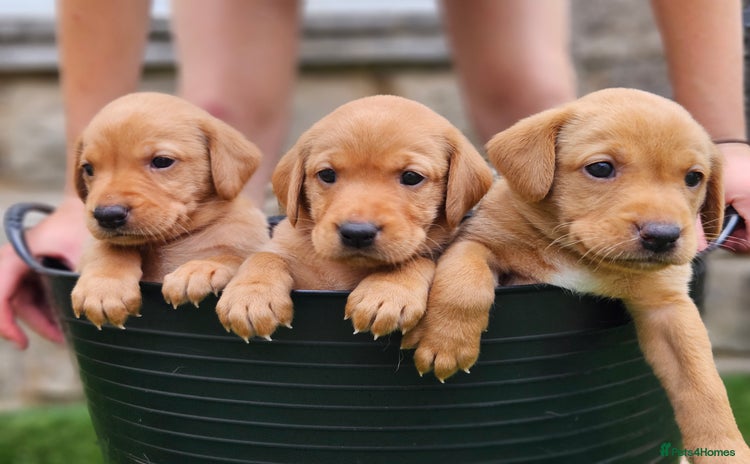 Labrador Retriever dogs in Wetherby - Advert 2