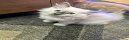 Ragdoll cats for sale: Ragdoll Kittens in Brandon - Advert 7