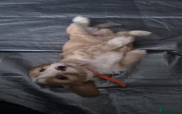 Cavapoo dogs for sale: Beautiful healthy cavapoo puppies - Image 11