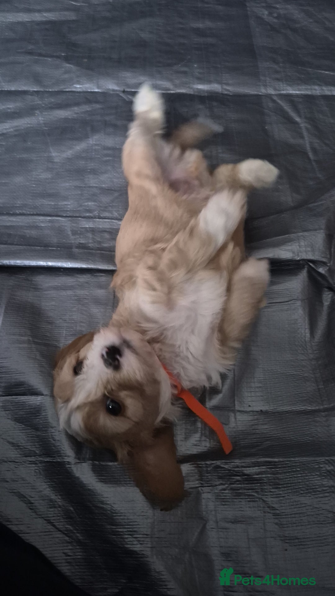 Cavapoo dogs for sale: Beautiful healthy cavapoo puppies - Image 11