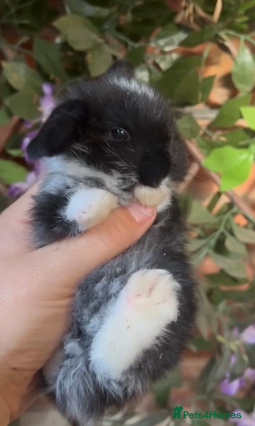 Mini Lop rabbits for sale: Pure bred mini lops  - Advert 3