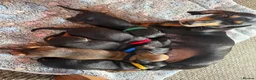 Miniature Dachshund dogs for sale: Miniature Daschunds ready soon for new homes in Cowbridge - Advert 8