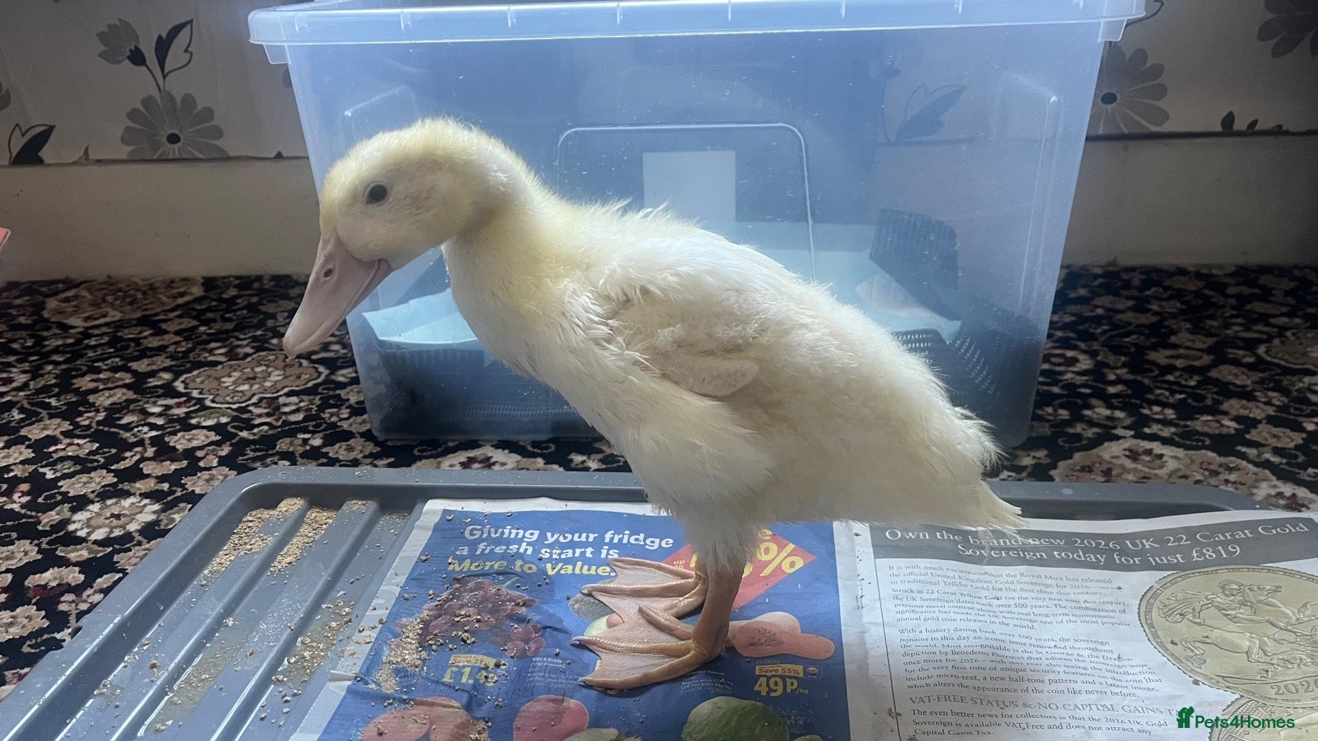 Ducks poultry Pure Aylesbury Duckling. Just 1  - Advert 21